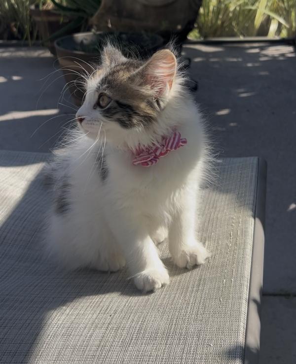 Clementine, a Adopted Calico in Orlando, FL image 2/3