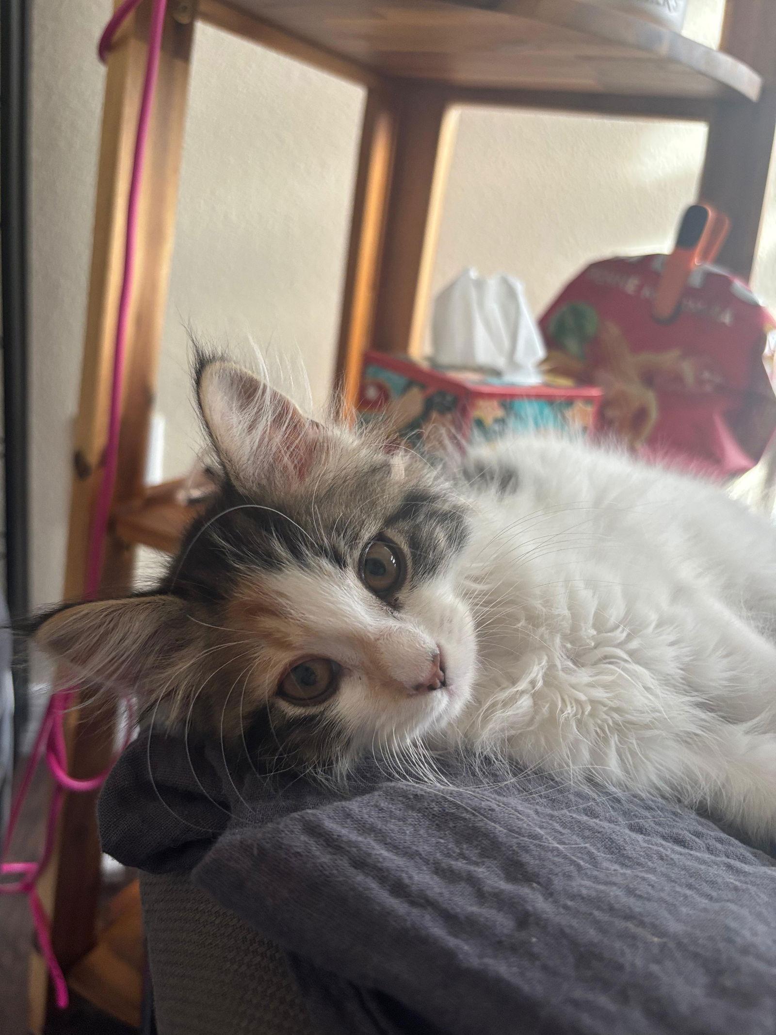 Clementine, a Adopted Calico in Orlando, FL image 3/3