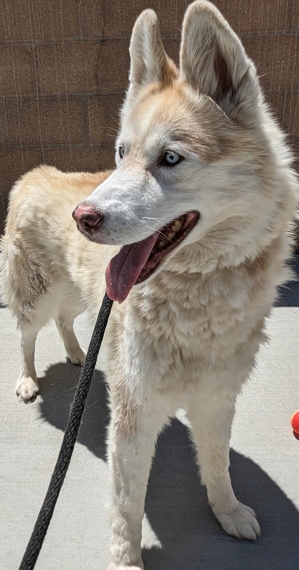 Enlarge Tara, a Adoptable mixed breed in Monterey, CA image 1/1