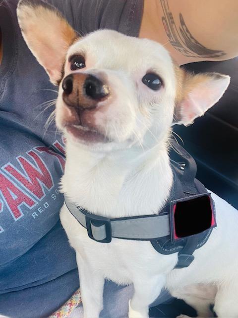 Eddie, a ADOPTABLE mixed breed in Wadsworth, OH image 2/5