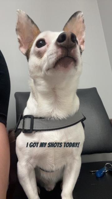 Eddie, a ADOPTABLE mixed breed in Wadsworth, OH image 4/5
