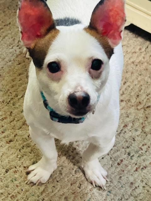 Eddie, ADOPTABLE, Adult Male Chihuahua & Jack Russell Terrier.