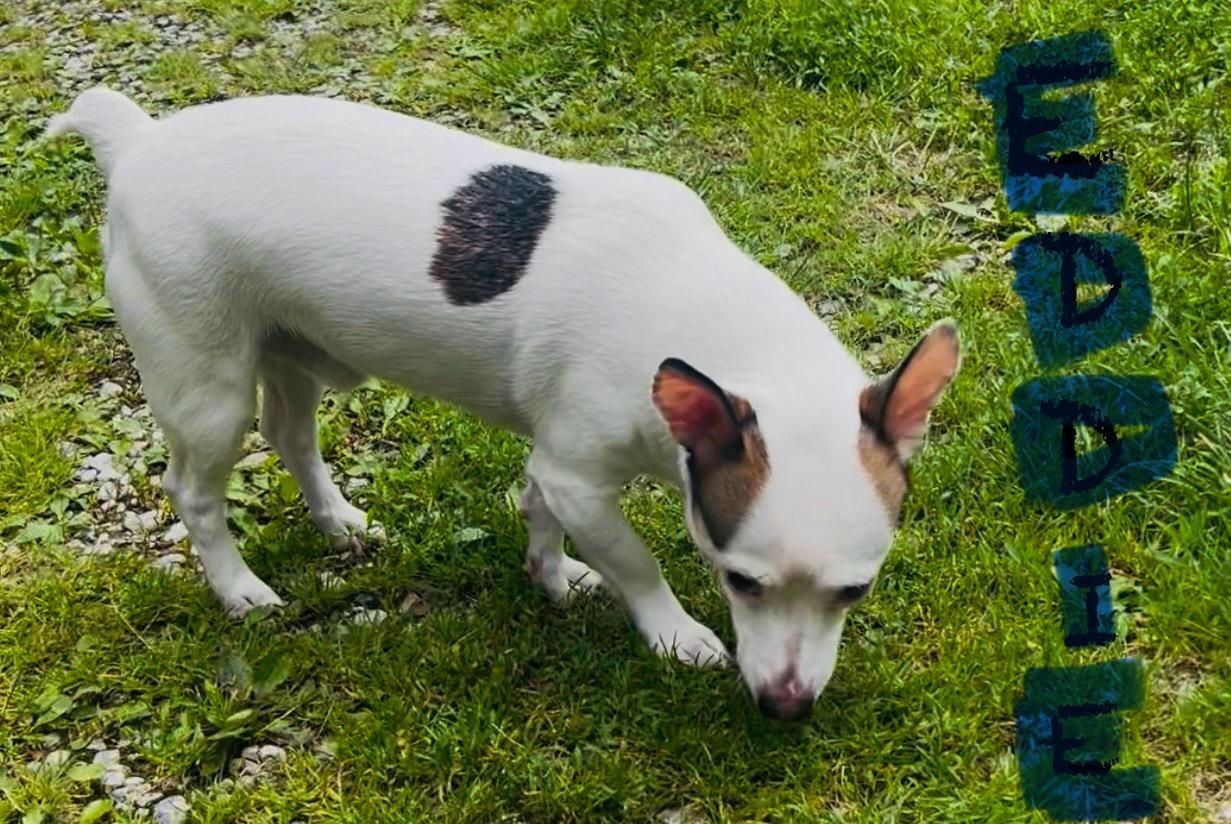 Eddie, a ADOPTABLE mixed breed in Wadsworth, OH image 3/5