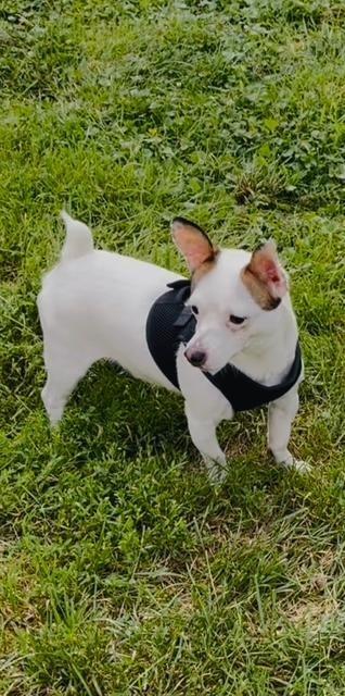 Eddie, a ADOPTABLE mixed breed in Wadsworth, OH image 5/5