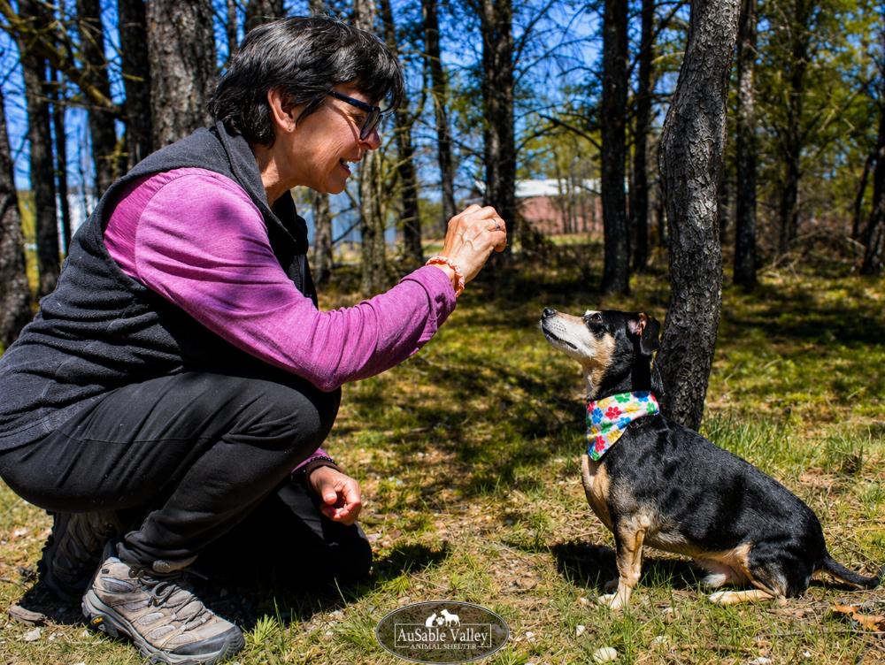 Enlarge Bandit, a ADOPTABLE mixed breed in Grayling, MI image 5/6