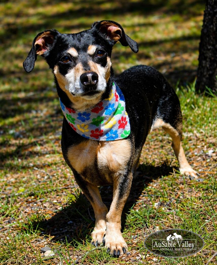 Bandit, ADOPTABLE, Senior Male Chihuahua & Dachshund.