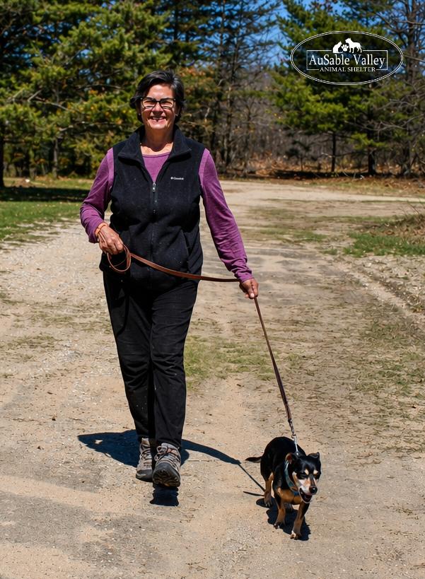 Enlarge Bandit, a ADOPTABLE mixed breed in Grayling, MI image 4/6