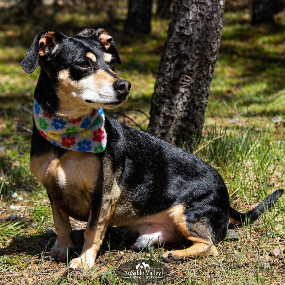 Enlarge Bandit, a ADOPTABLE mixed breed in Grayling, MI image 2/6
