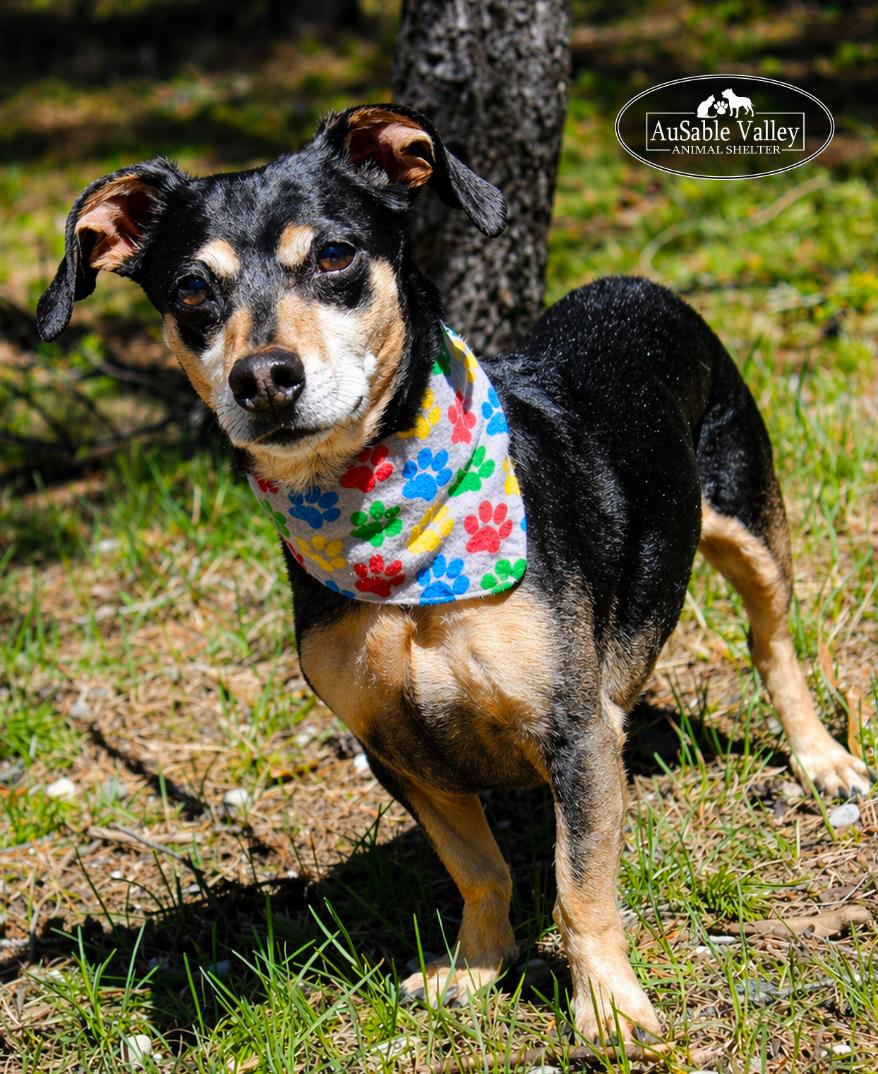 Enlarge Bandit, a ADOPTABLE mixed breed in Grayling, MI image 3/6