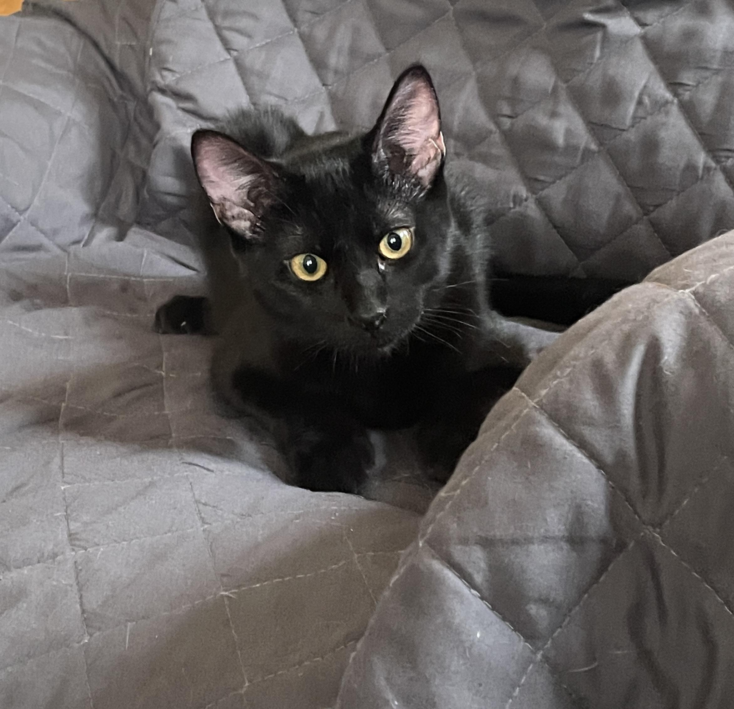 Enlarge Goose V, a Adoptable Domestic Short Hair in Sacramento, CA image 2/3