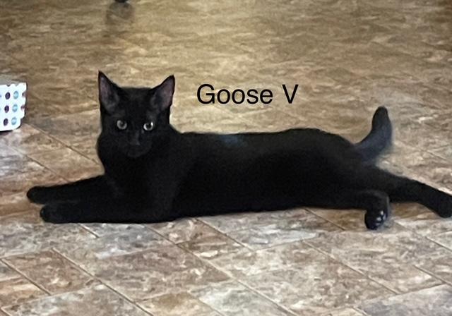 Enlarge Goose V, a Adoptable Domestic Short Hair in Sacramento, CA image 1/3