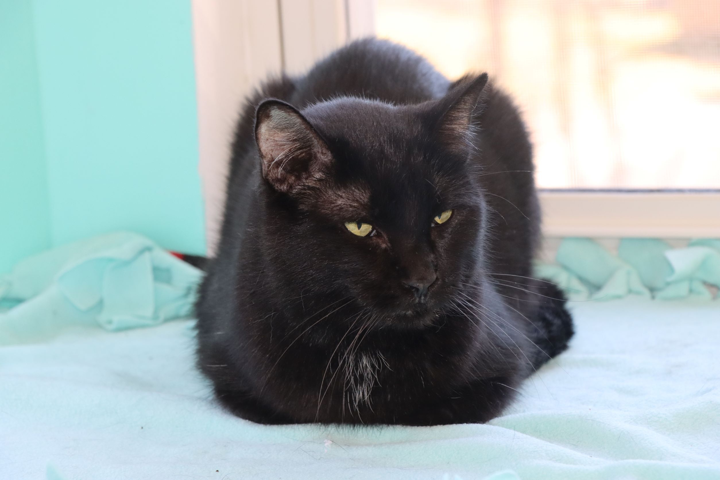 Enlarge Jarvis, a Adoptable Domestic Short Hair in House Springs, MO image 1/2