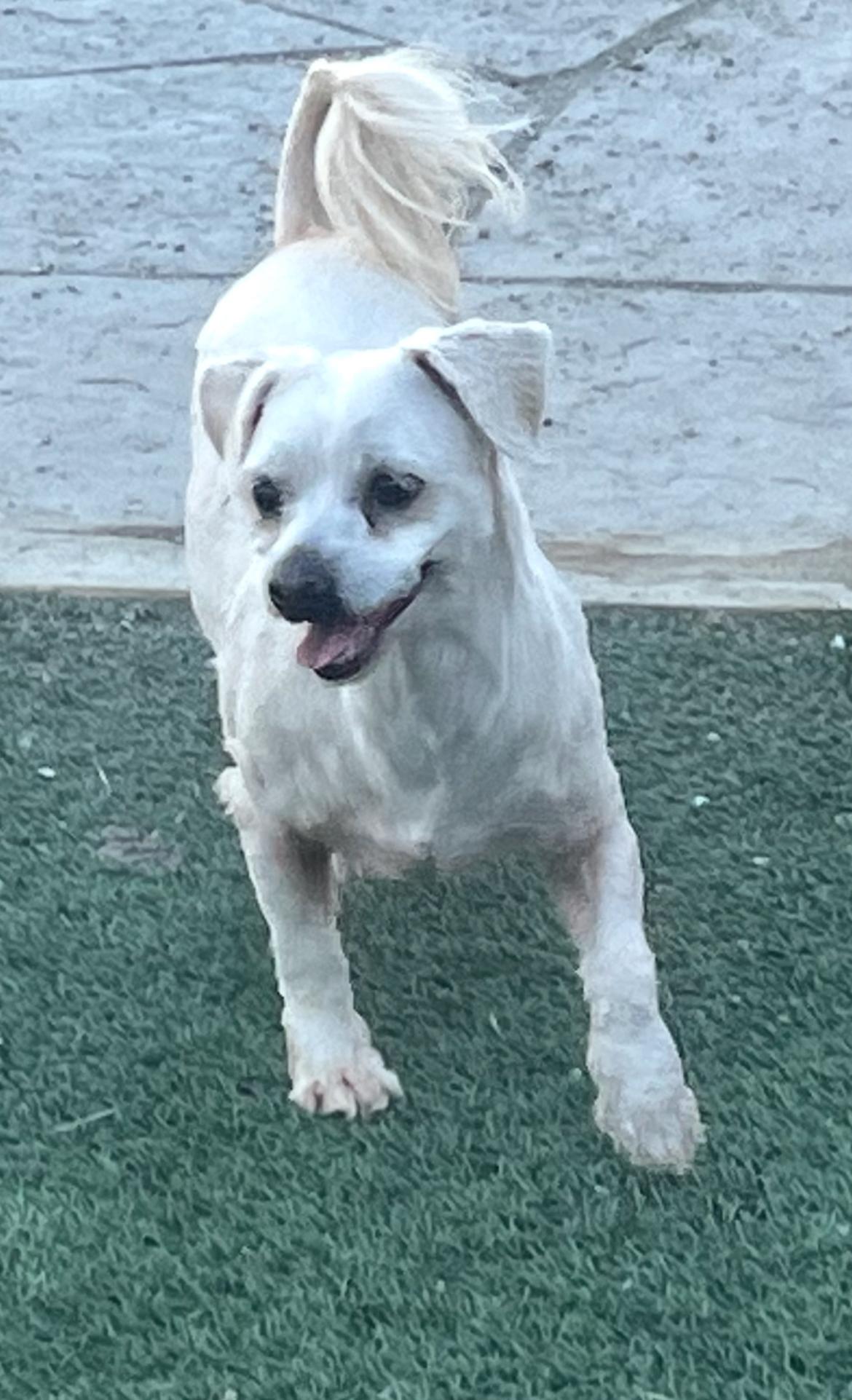 Nyla, ADOPTABLE, Adult Female Miniature Poodle & Havanese.