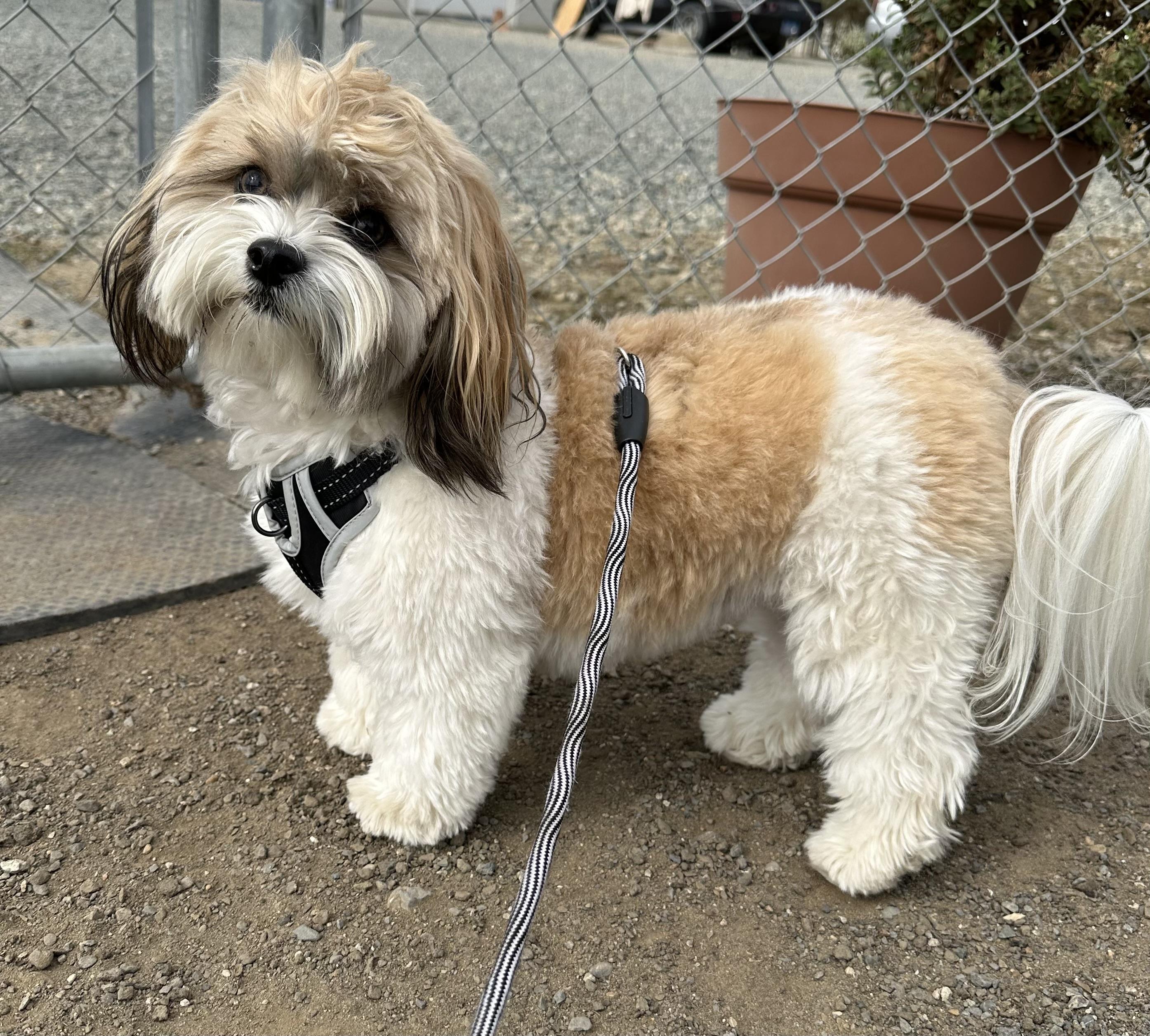 Enlarge Cocoa, a Adopted mixed breed in Knightsen, CA image 1/6