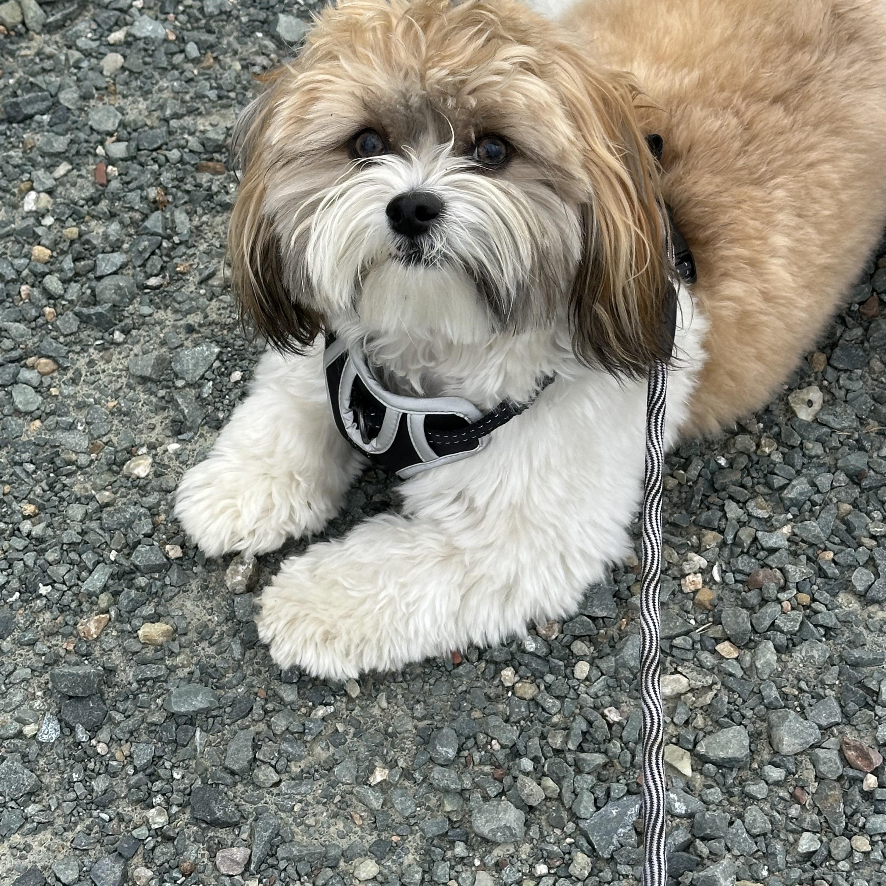 Enlarge Cocoa, a Adopted mixed breed in Knightsen, CA image 2/6