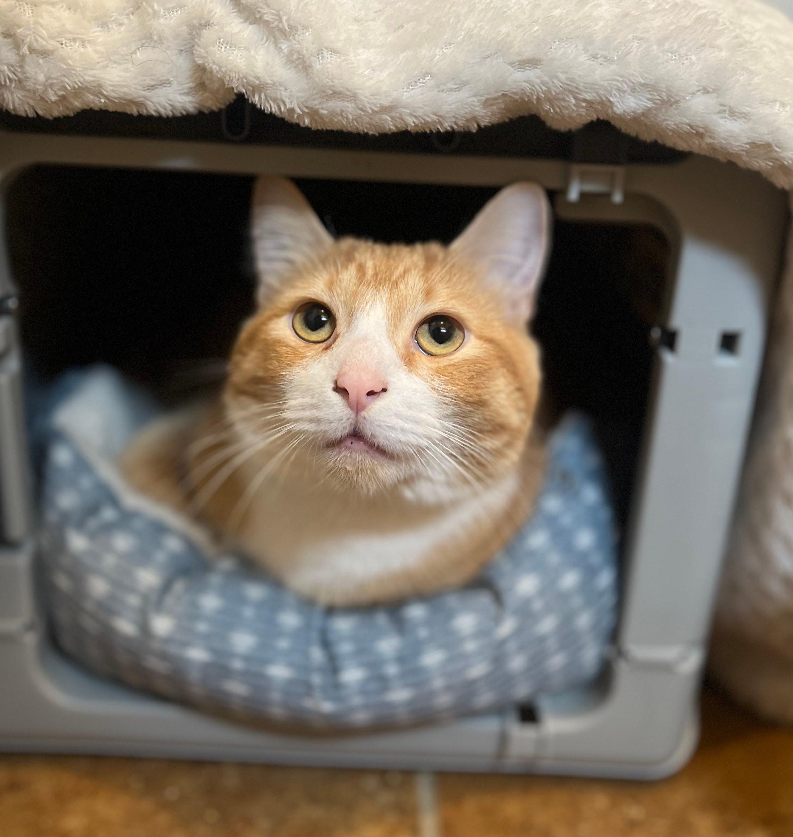 Enlarge Bourbon, a ADOPTABLE Domestic Short Hair in Richmond, KY image 2/4