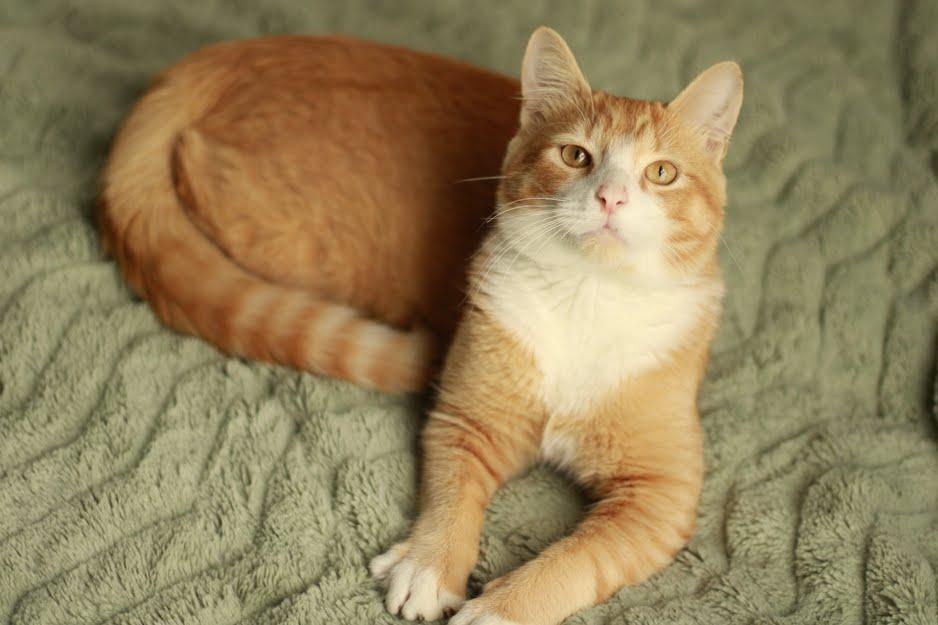 Bourbon, ADOPTABLE, Young Male Domestic Short Hair.
