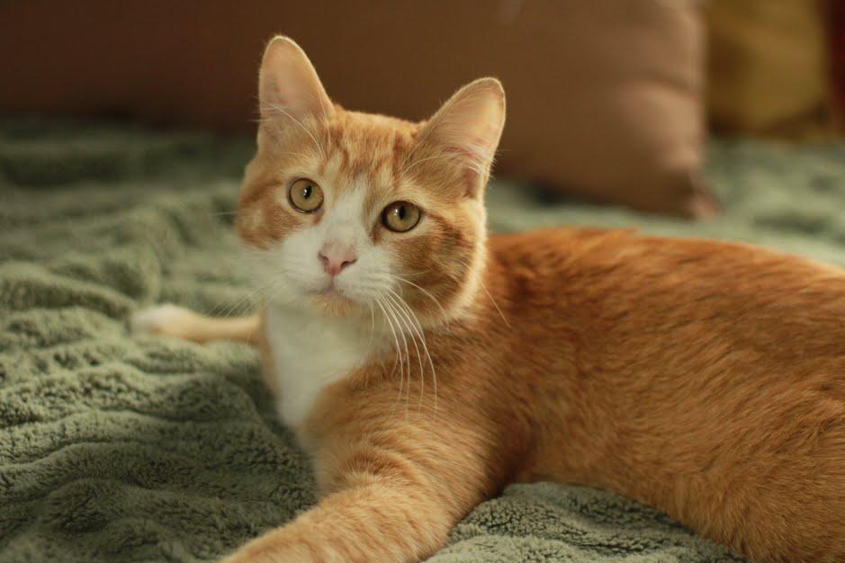 Enlarge Bourbon, a ADOPTABLE Domestic Short Hair in Richmond, KY image 4/4