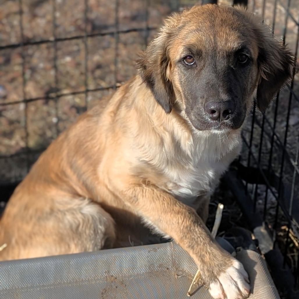 Eve, Adoptable, Young Female Anatolian Shepherd & Shepherd.