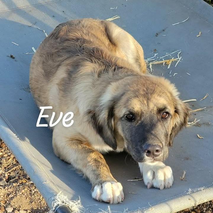 Enlarge Eve, a Adoptable mixed breed in Buchanan Dam, TX image 2/2