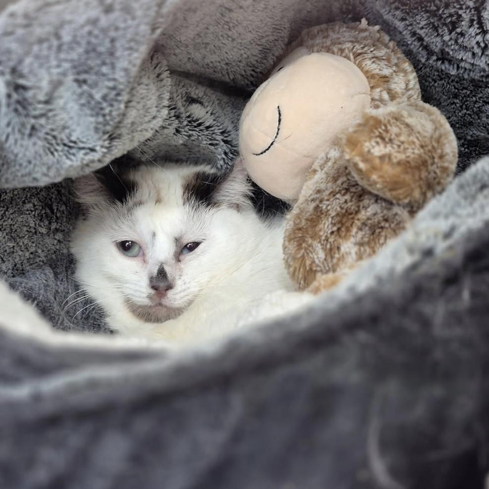 Scrunchie, adopted, Young Female Domestic Short Hair.