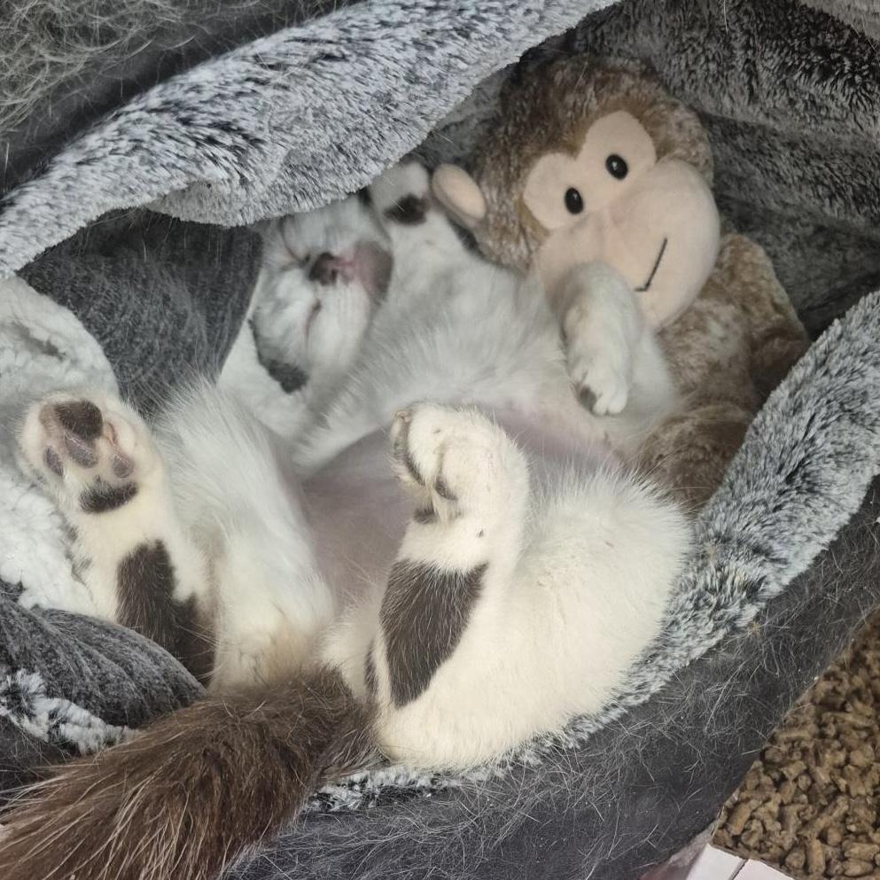 Enlarge Scrunchie, an adopted Domestic Short Hair in Eatontown, NJ image 2/4