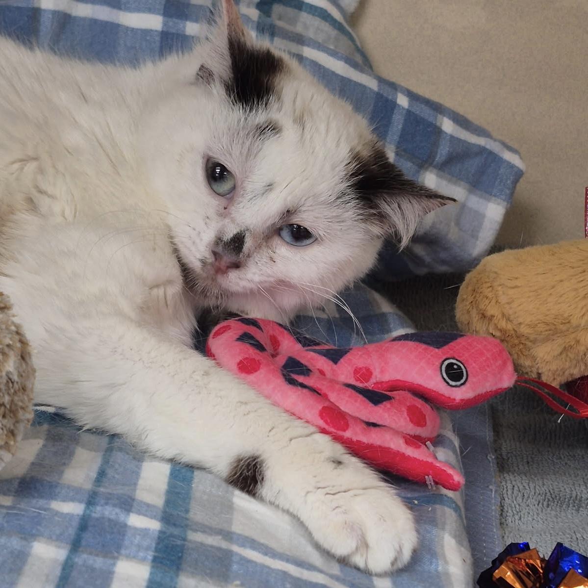 Enlarge Scrunchie, an adopted Domestic Short Hair in Eatontown, NJ image 3/4