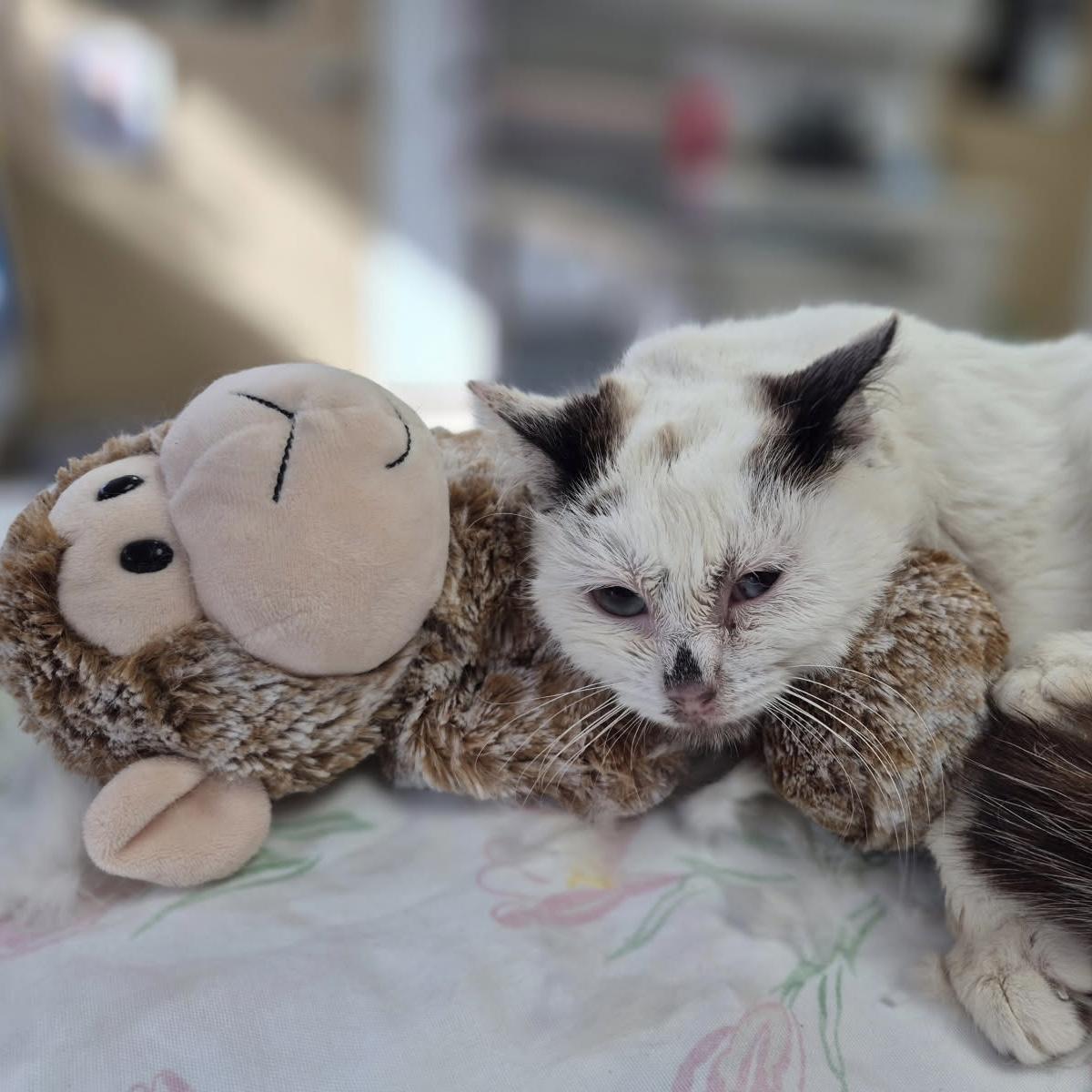 Enlarge Scrunchie, an adopted Domestic Short Hair in Eatontown, NJ image 4/4