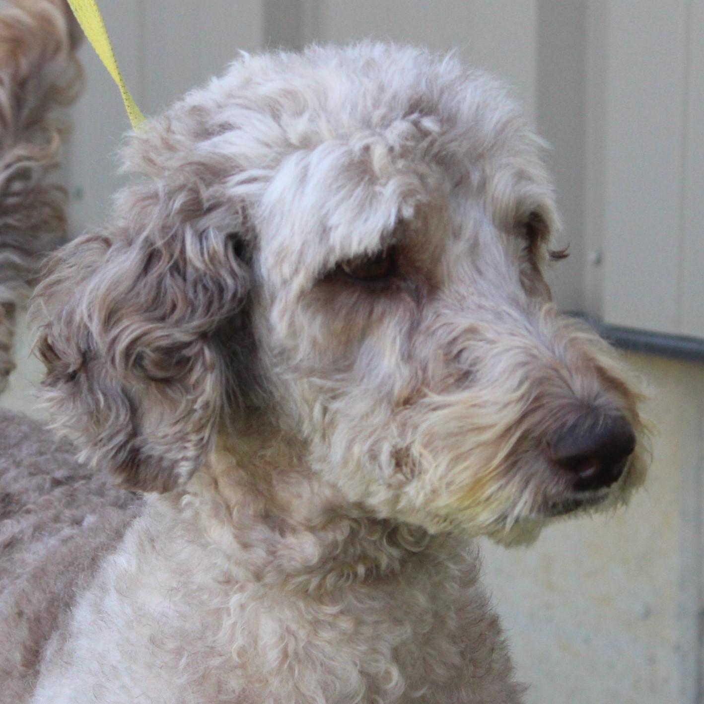 Enlarge Lucy, a Adoptable Labradoodle in Eaton, OH image 6/6