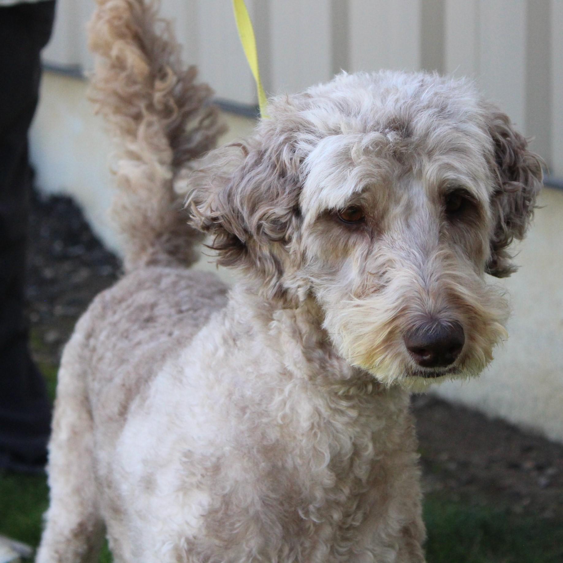 Enlarge Lucy, a Adoptable Labradoodle in Eaton, OH image 3/6