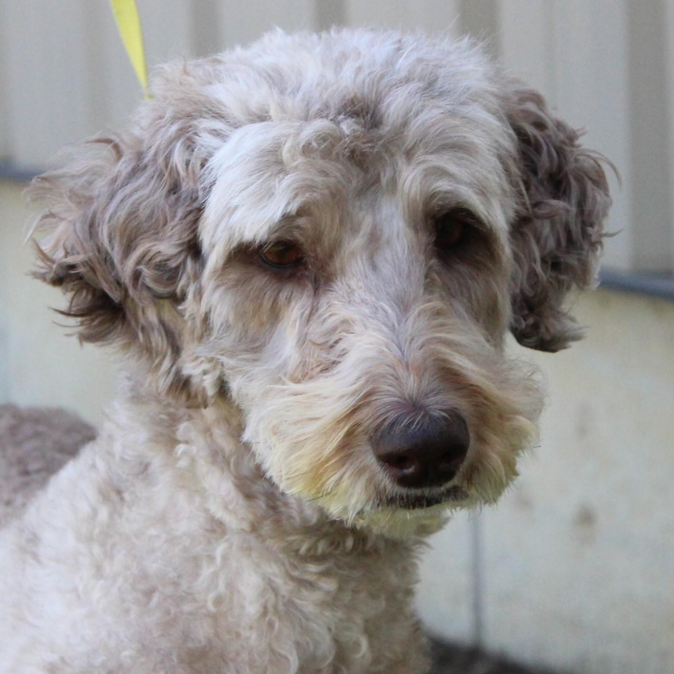 Enlarge Lucy, a Adoptable Labradoodle in Eaton, OH image 1/6