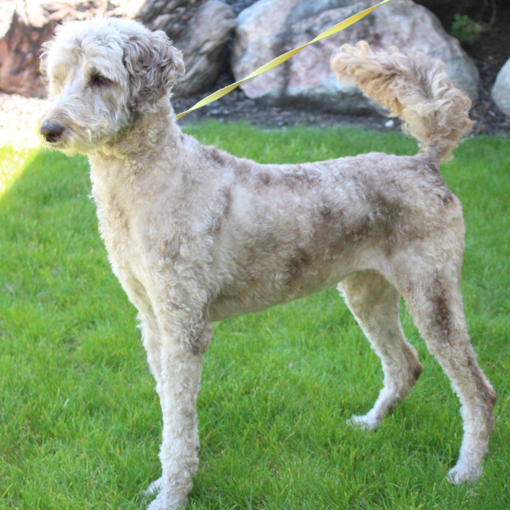 Enlarge Lucy, a Adoptable Labradoodle in Eaton, OH image 2/6