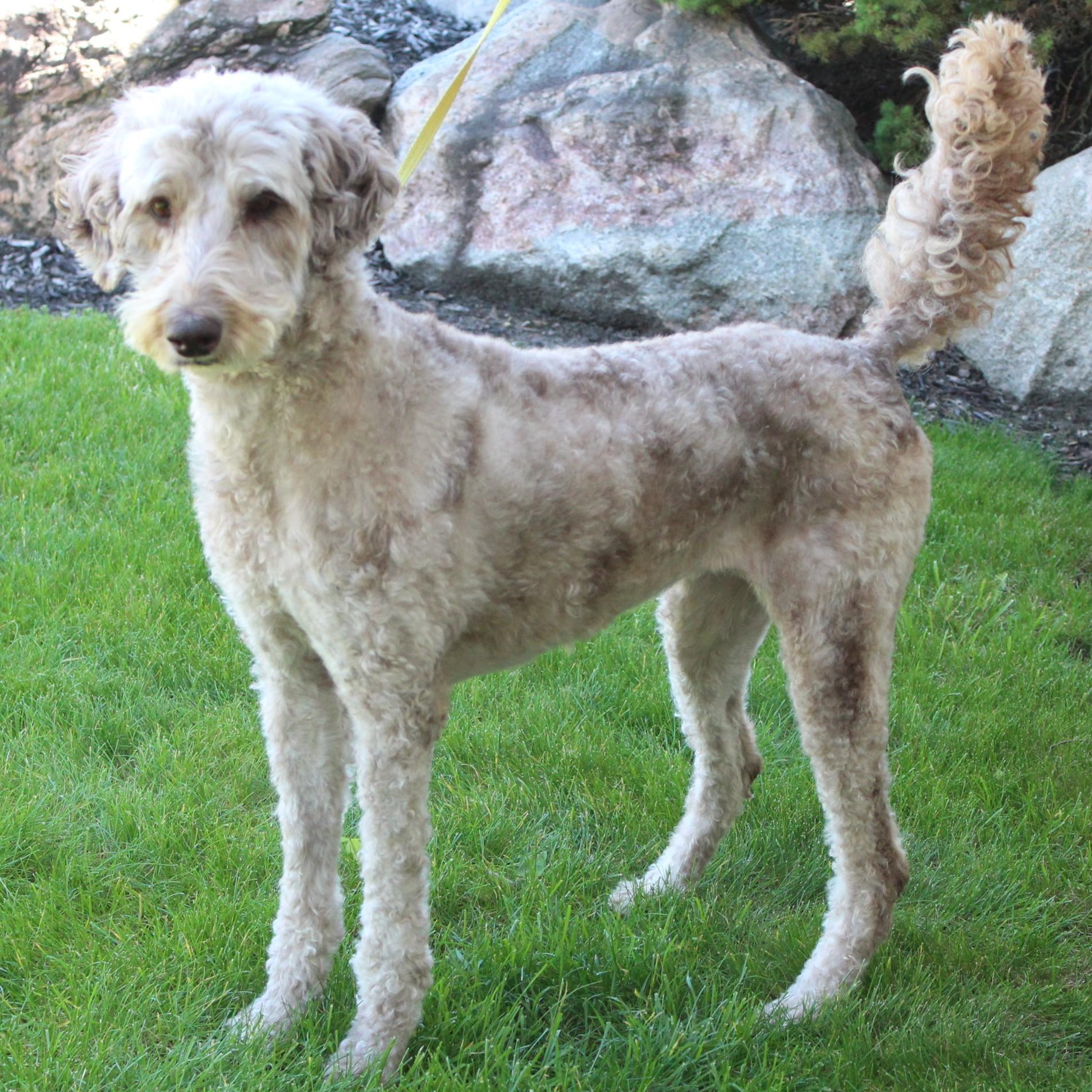 Enlarge Lucy, a Adoptable Labradoodle in Eaton, OH image 4/6