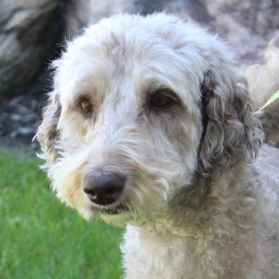 Enlarge Lucy, a Adoptable Labradoodle in Eaton, OH image 5/6