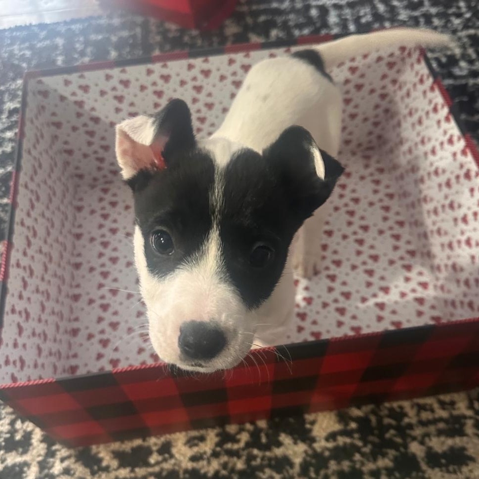 Enlarge Angus, a ADOPTABLE mixed breed in Colonial Heights, VA image 2/2