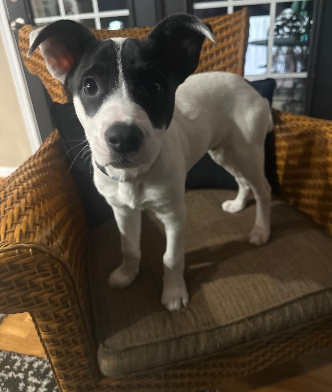 Enlarge Angus, a ADOPTABLE mixed breed in Colonial Heights, VA image 4/5