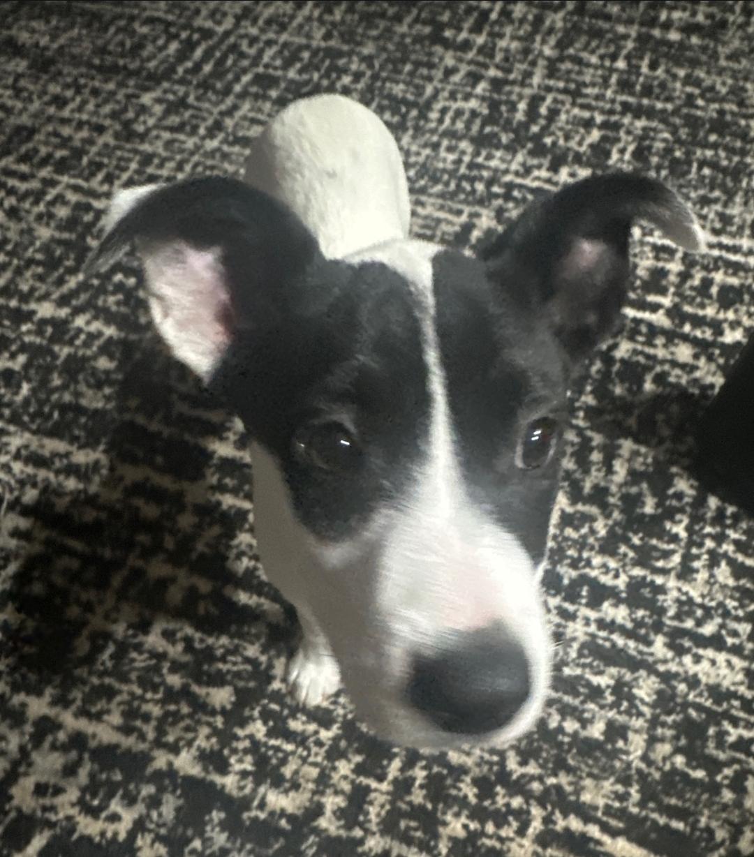 Enlarge Angus, a ADOPTABLE mixed breed in Colonial Heights, VA image 3/5