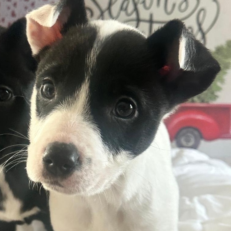 Angus, ADOPTABLE, Puppy Male American Staffordshire Terrier & Pit Bull Terrier.