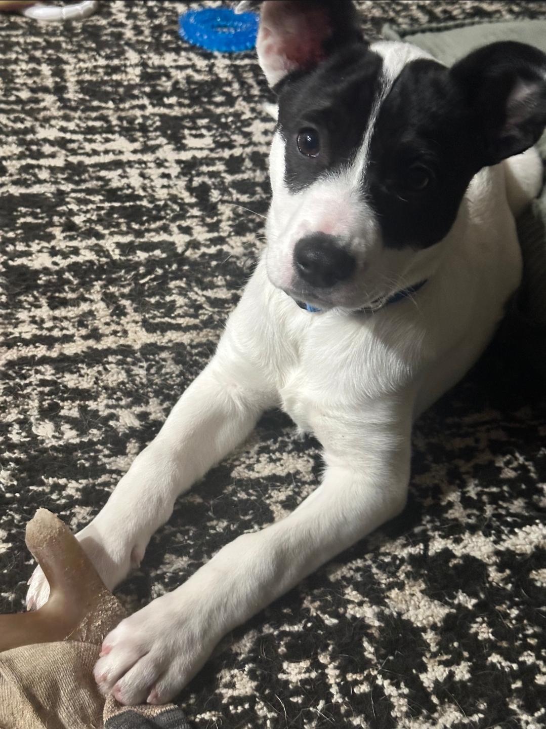 Enlarge Angus, a ADOPTABLE mixed breed in Colonial Heights, VA image 5/5