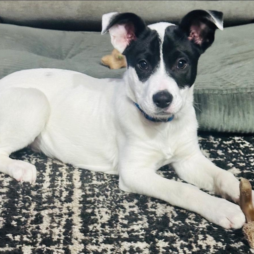 Enlarge Angus, a ADOPTABLE mixed breed in Colonial Heights, VA image 1/5