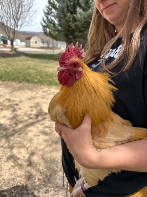 Leroy, Adoptable, Adult Male Chicken.