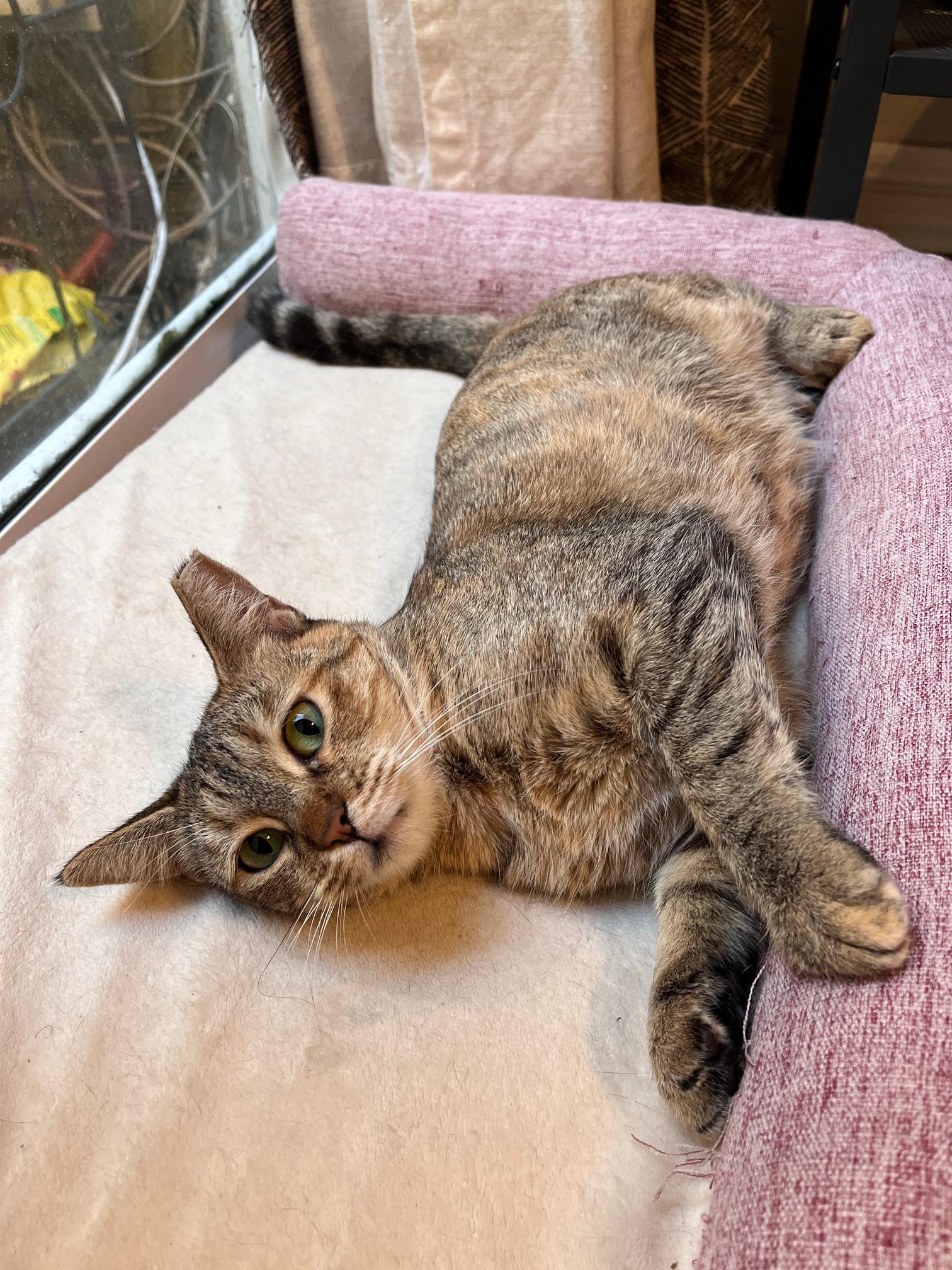 Malta, Adoptable, Adult Female Domestic Short Hair.