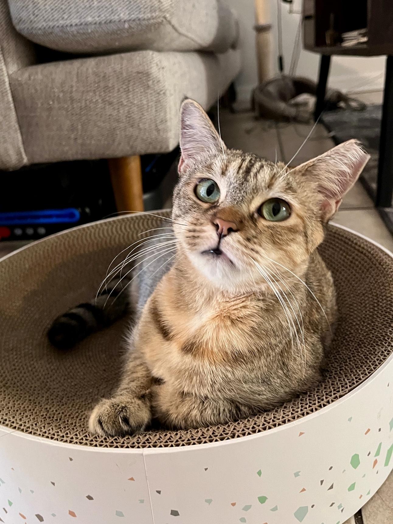 Malta, a Adoptable Domestic Short Hair in Lauderhill, FL image 2/6