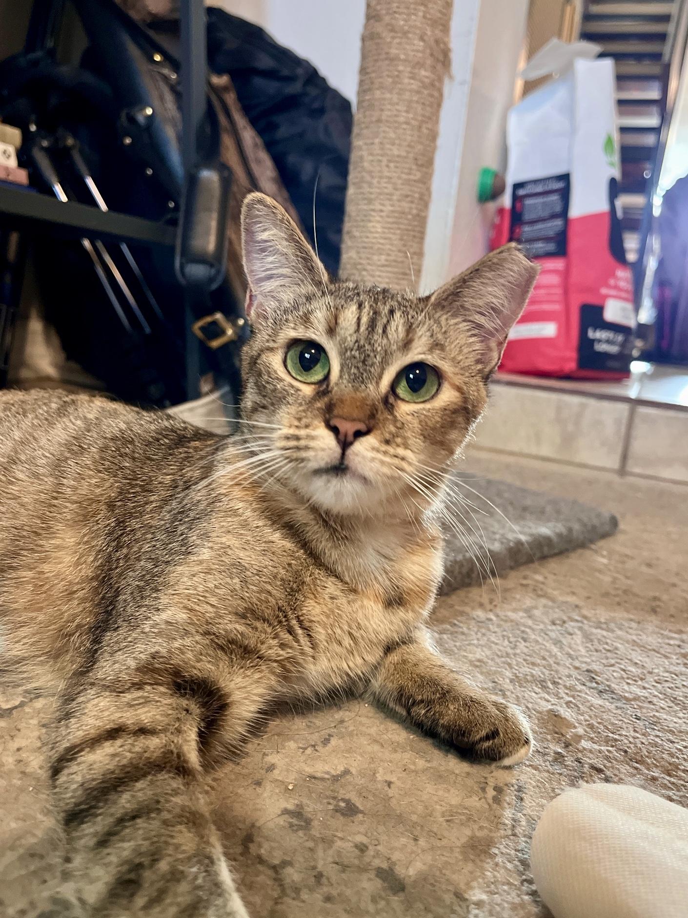 Malta, a Adoptable Domestic Short Hair in Lauderhill, FL image 3/6