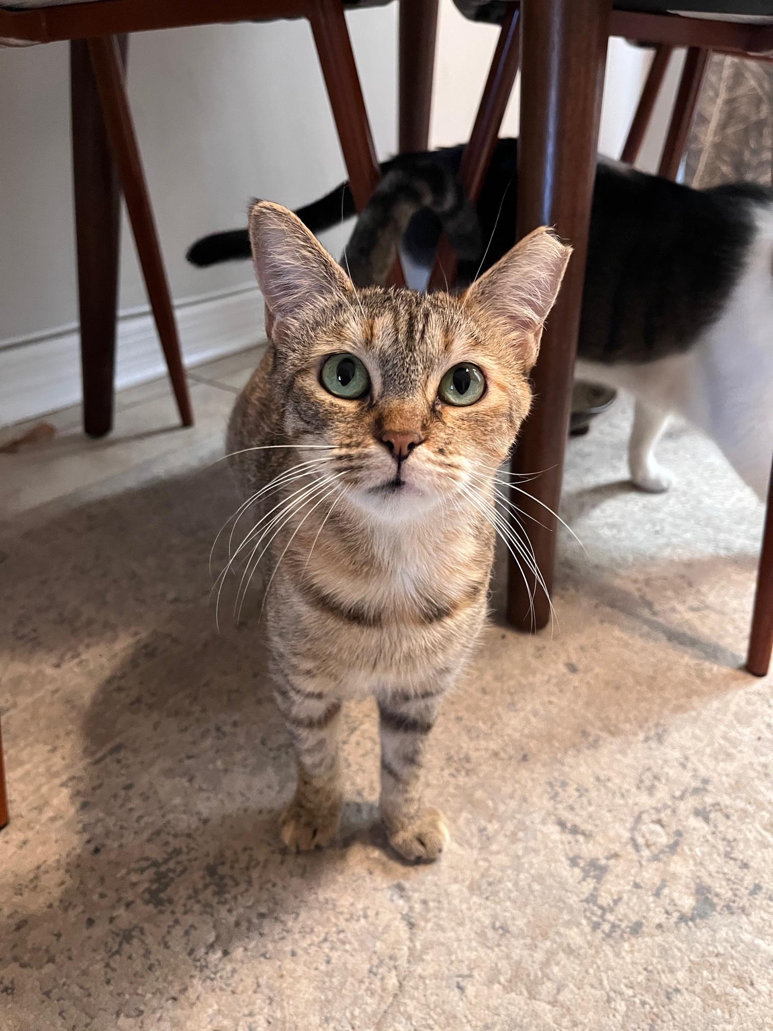 Malta, a Adoptable Domestic Short Hair in Lauderhill, FL image 4/6
