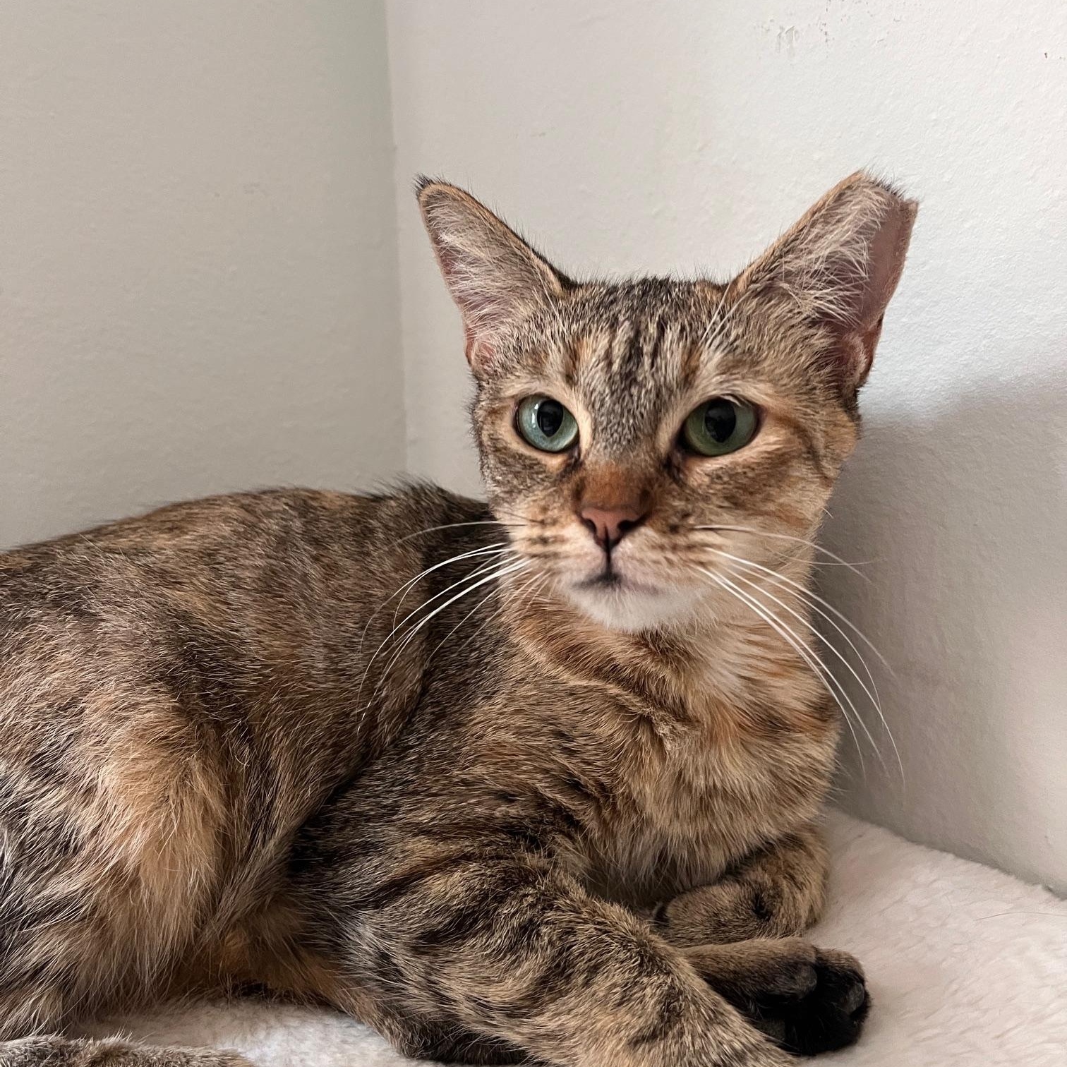 Malta, a Adoptable Domestic Short Hair in Lauderhill, FL image 5/6