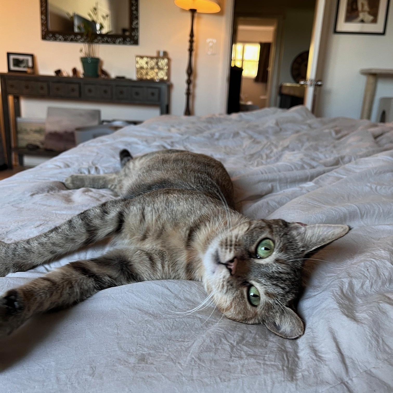 Malta, a Adoptable Domestic Short Hair in Lauderhill, FL image 6/6