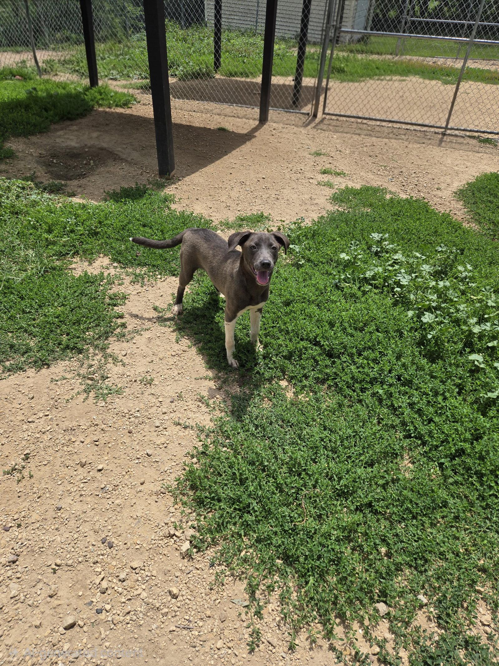 Moe, Adoptable, Young Female Black Labrador Retriever.