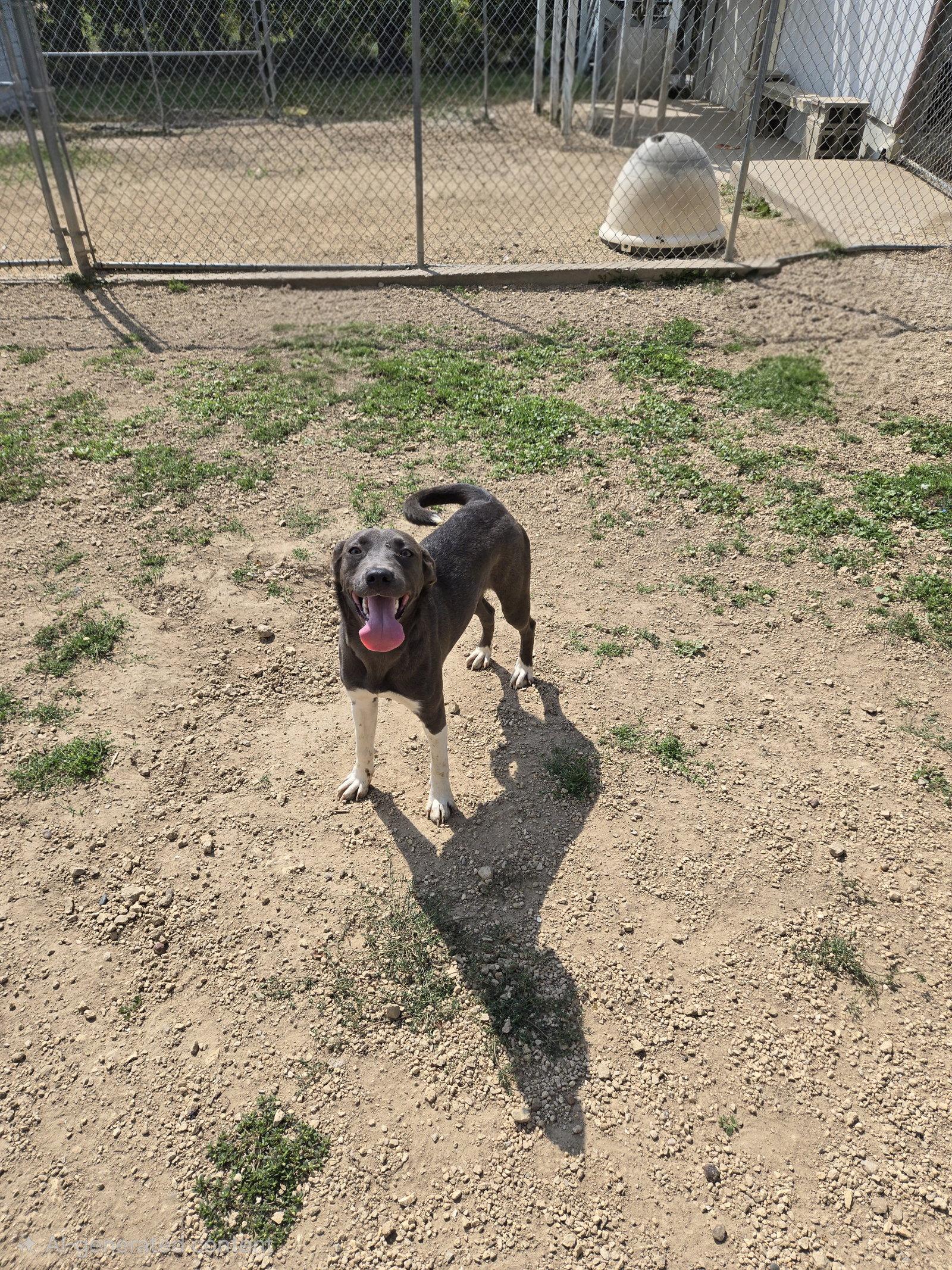 Enlarge Moe, a Adoptable Black Labrador Retriever in Maquoketa, IA image 2/2