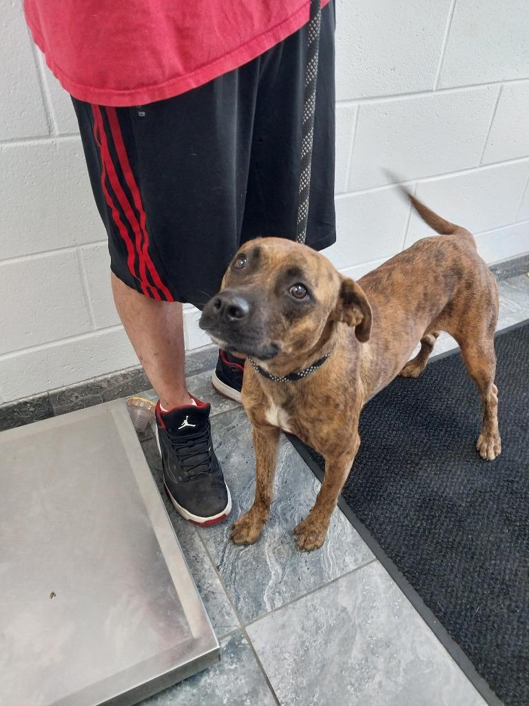 April, Adoptable, Young Female Mixed Breed.